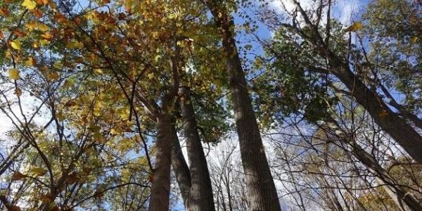 Spring Forest Bathing Walk At Clermont Maurice D Hinchey Hudson