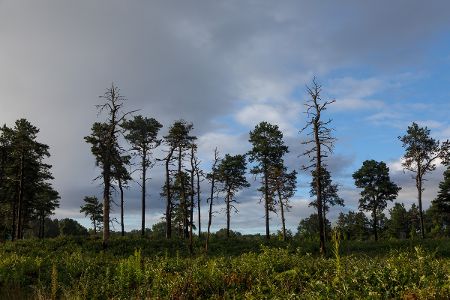 Albany Pine Bush Preserve